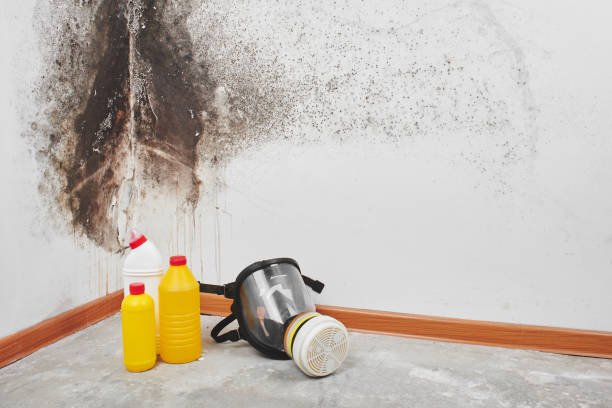Best Mold Cleaning Services  in Saranac Lake, NY
