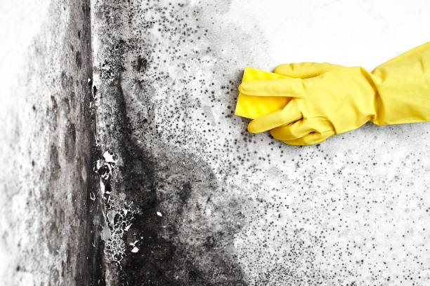 Best Mold Cleaning Services  in Saranac Lake, NY