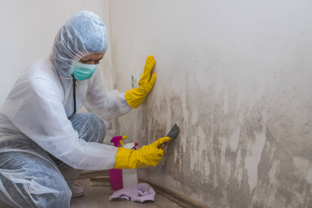 Best Black Mold Removal  in Saranac Lake, NY