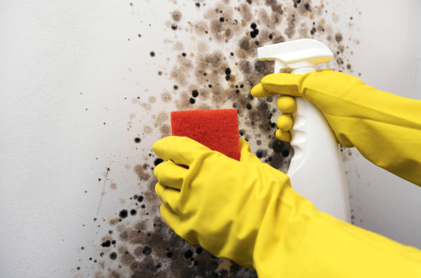 Office Mold Removal Services in Saranac Lake, NY