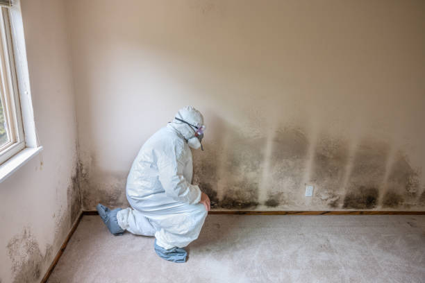 Best Mold Removal Specialists  in Saranac Lake, NY