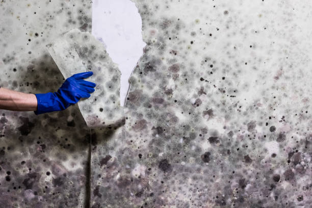 Best Professional Mold Removal  in Saranac Lake, NY