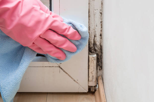 Best Fast Mold Removal  in Saranac Lake, NY