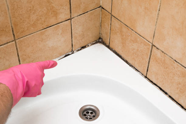 Mold Removal Process in Saranac Lake, NY